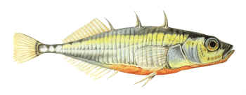Stichling